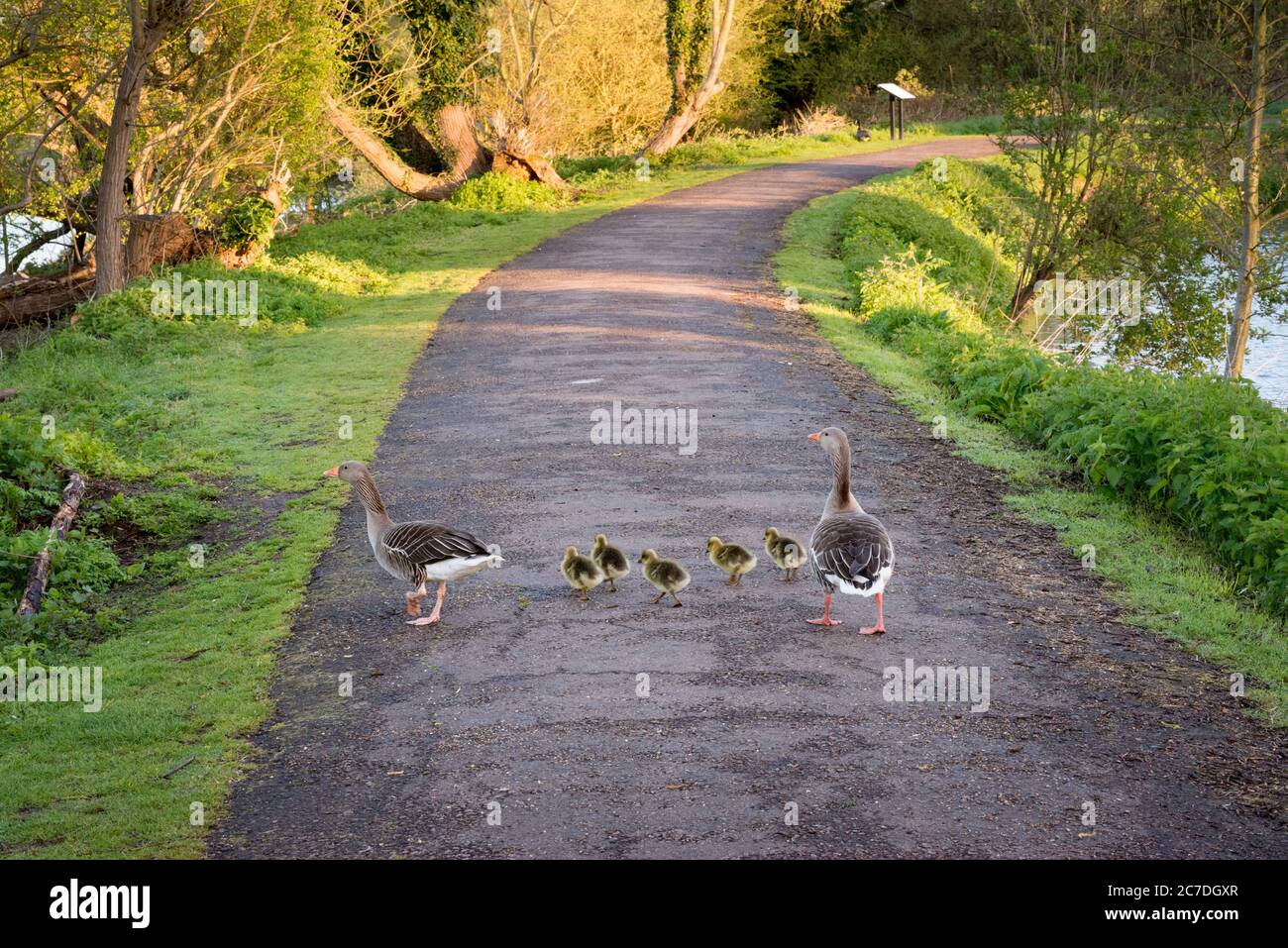 A family of greylag geese crossing a path in the Lee Valley Country Park on the Essex/Hertfordshire border, England, UK Stock Photo