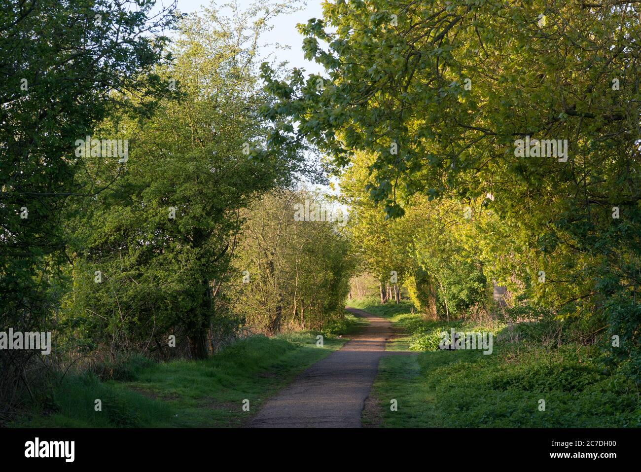 A pathway through the trees at Lee Valley Country Park on the Essex/Hertfordshire border, England, UK Stock Photo
