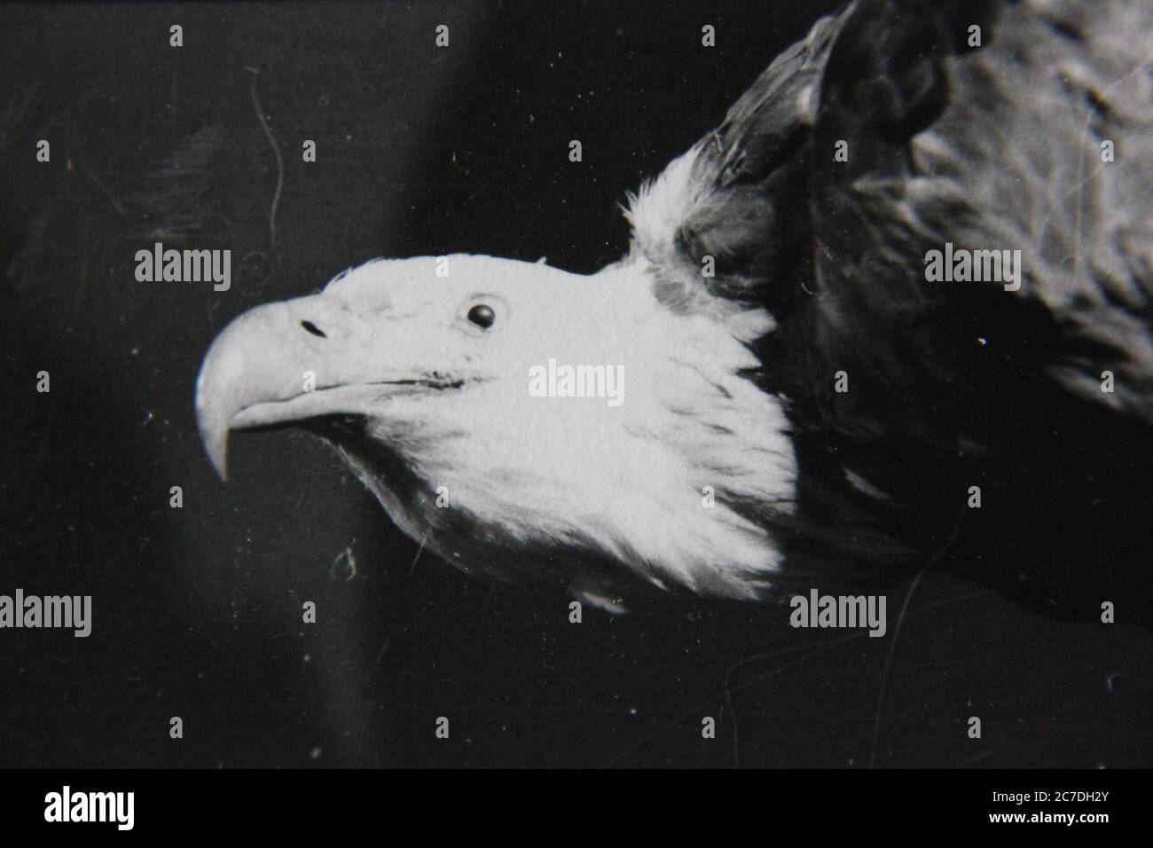 Fine 70s vintage black and white lifestyle photography of a stuffed bald eagle. Stock Photo