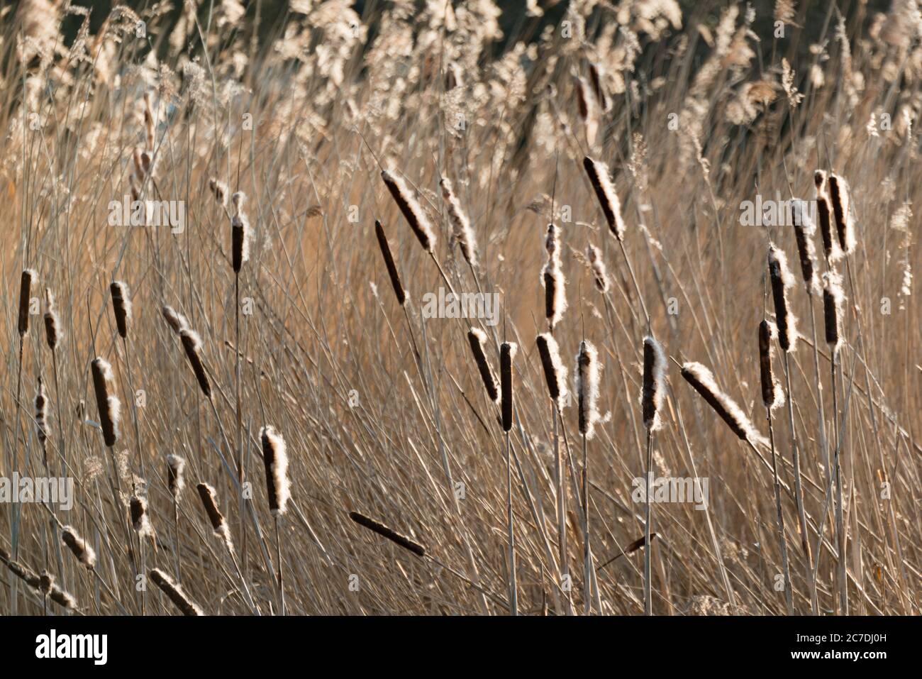 Reeds, sedge and bulrushes in Lee Valley Country Park on the Essex/Hertfordshire border in England, UK Stock Photo