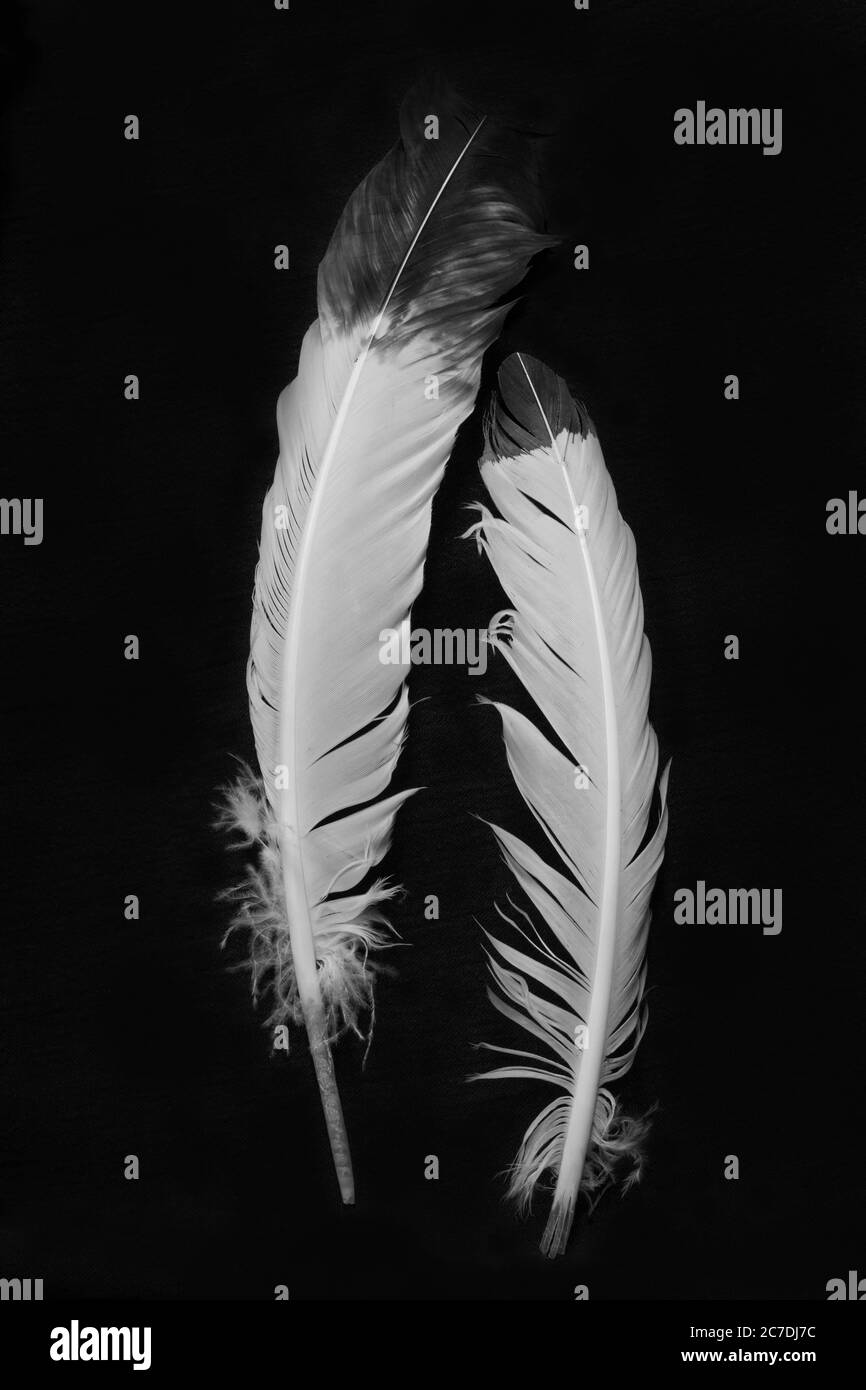 Black and white feathers hi-res stock photography and images - Alamy