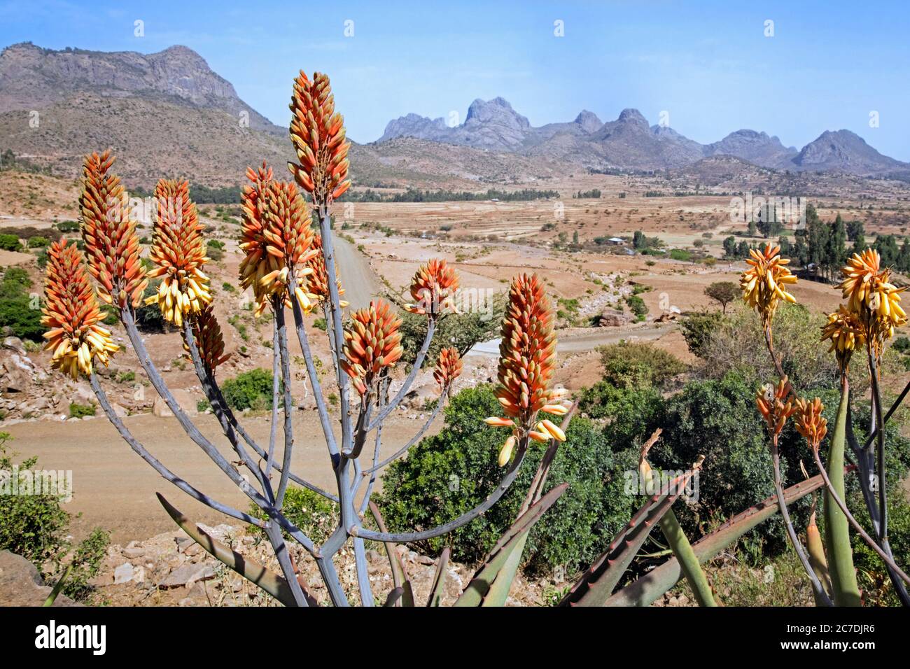 Aloe species in flower in the Adwa / Aduwa mountains, Mehakelegnaw Zone, Tigray Region, Ethiopia, Africa Stock Photo
