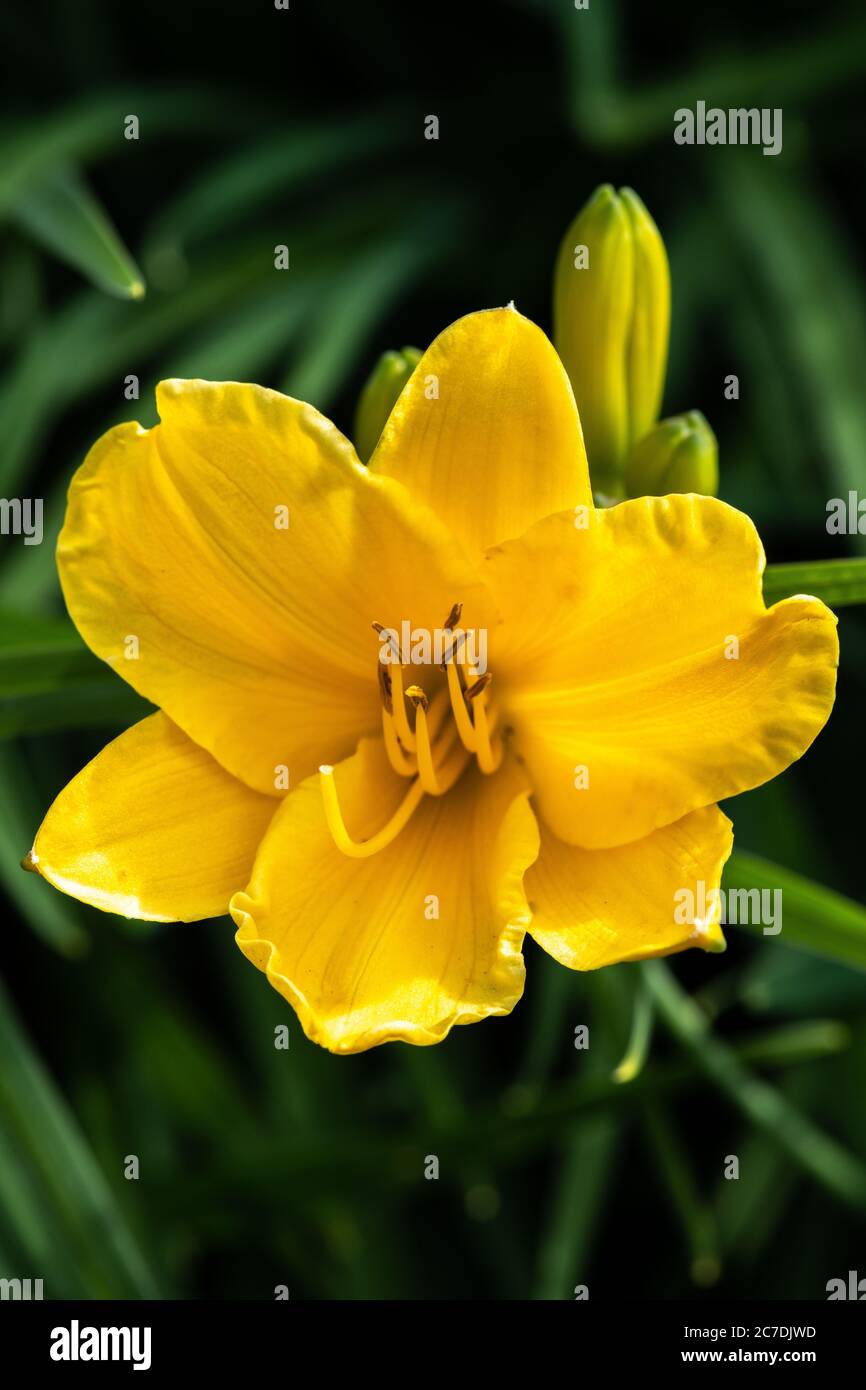 Flower of Daylily (Hemerocallis var Stella D'Oro) Stock Photo