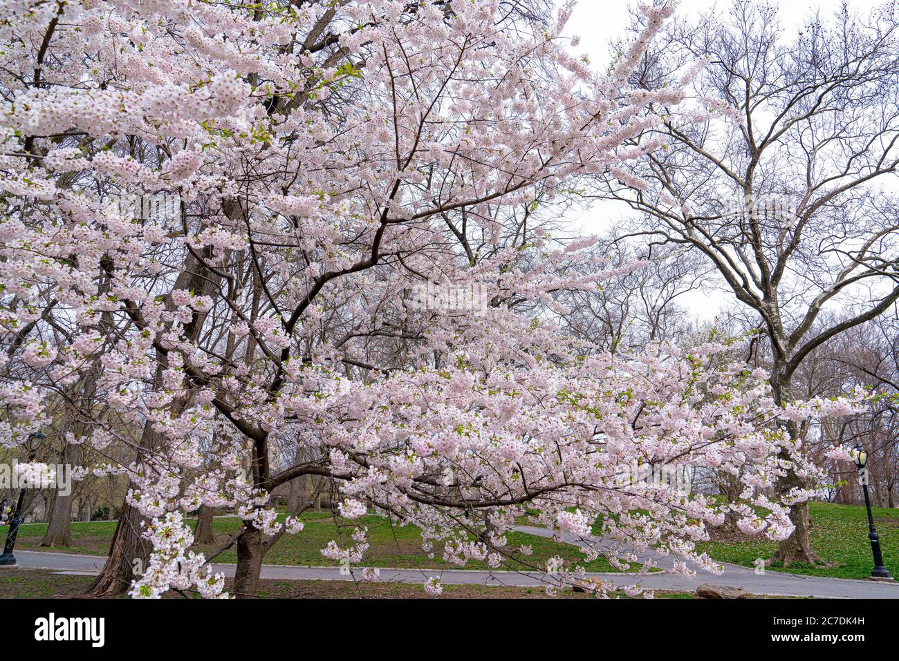 Cherry Blossoms, Central Park, New York Stock Photo Alamy