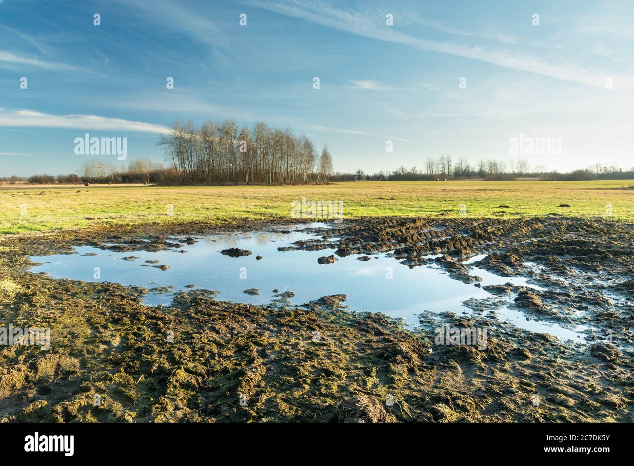 Water after rain and mud on the meadow, trees on the horizon and blue ...