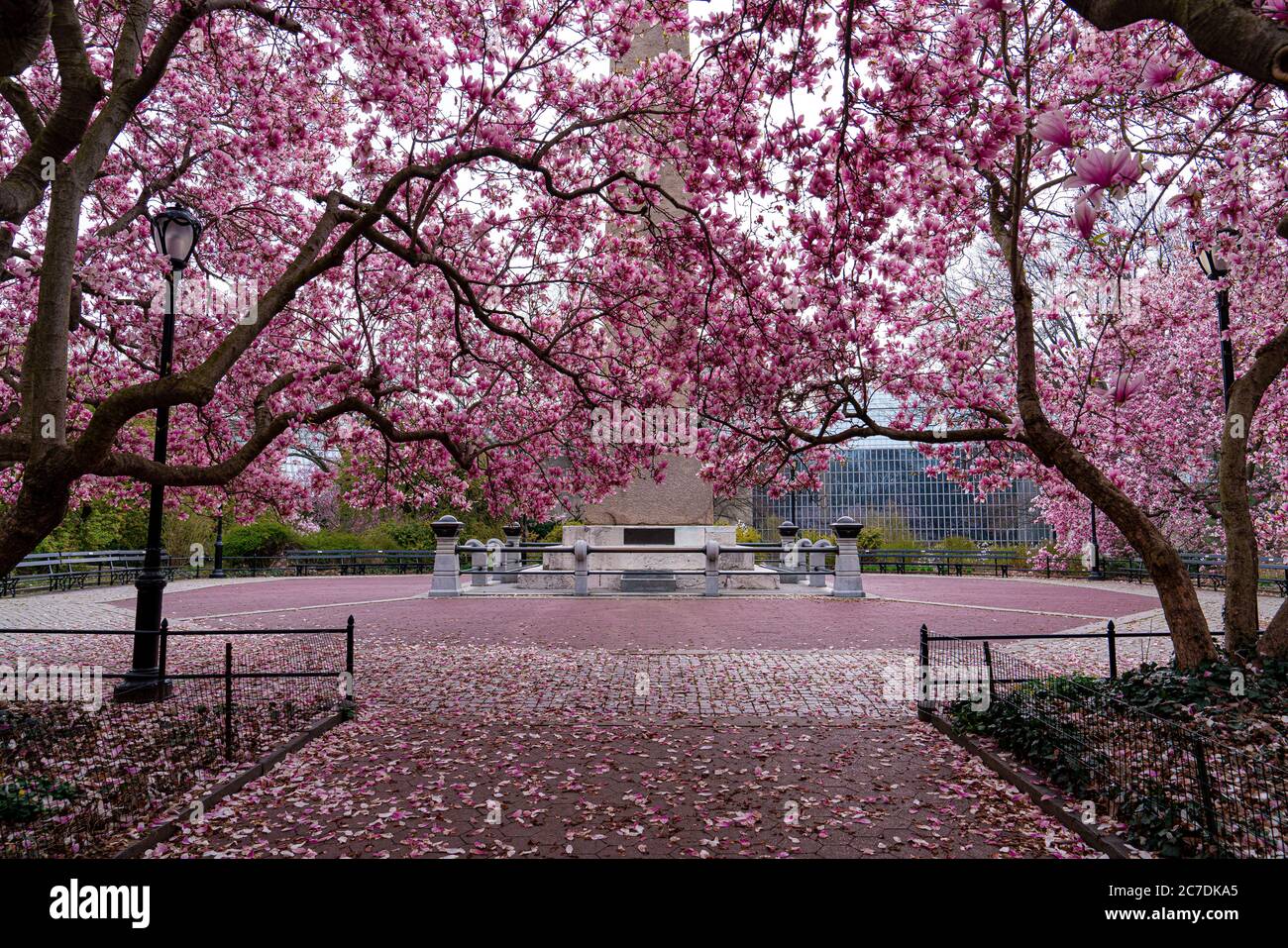 Cherry Blossoms, Central Park, New York Stock Photo Alamy