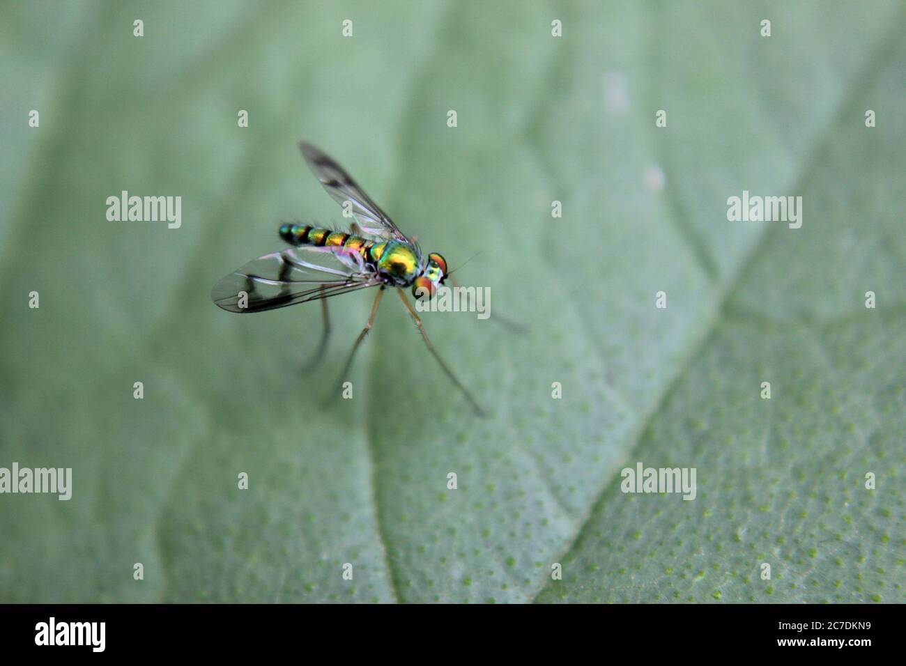 Common insect found in hi res stock photography and images Alamy Common insect found in hi res stock photography and images Alamy