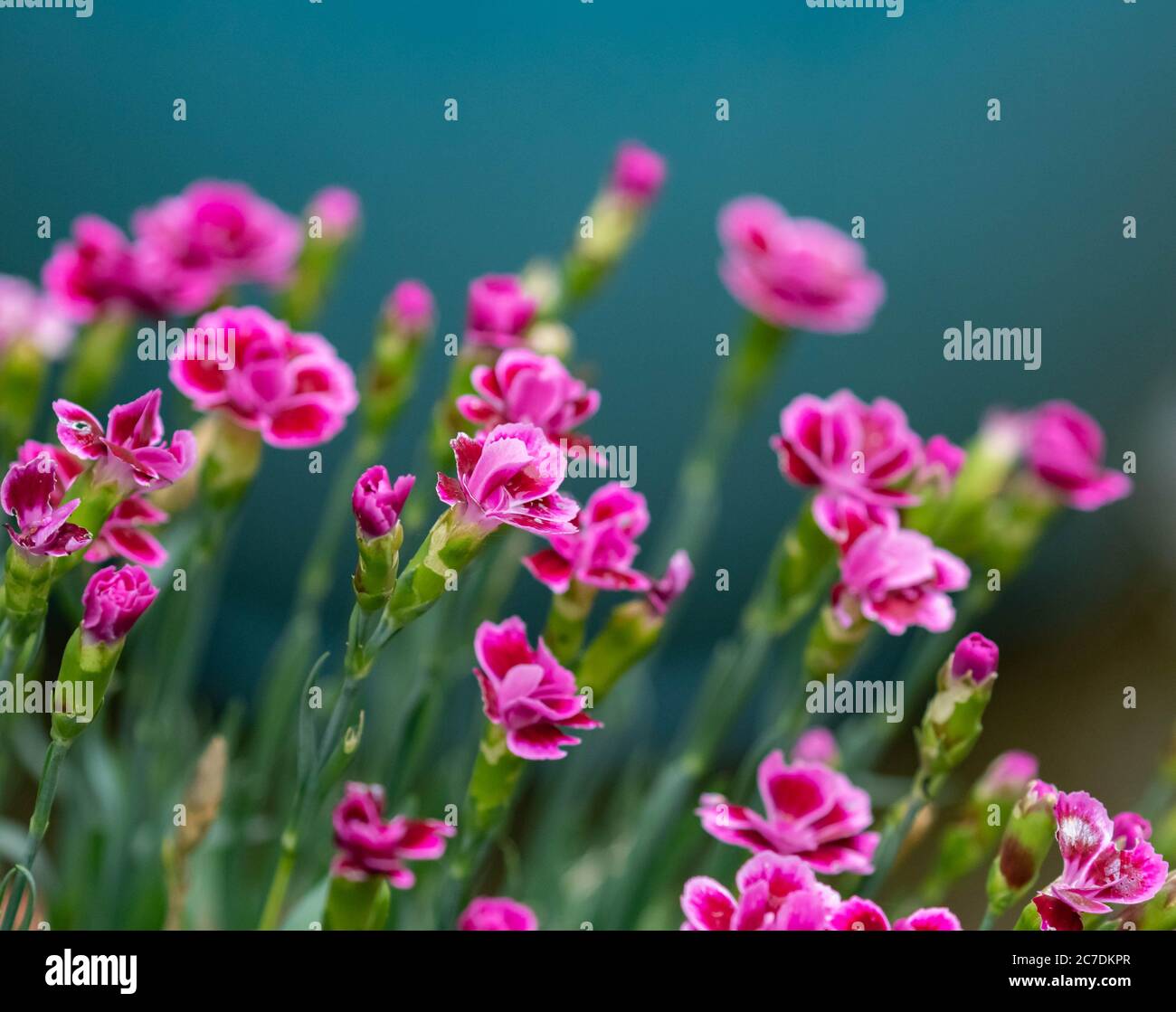 Carnation flowers (Dianthus caryophyllus Stock Photo Alamy