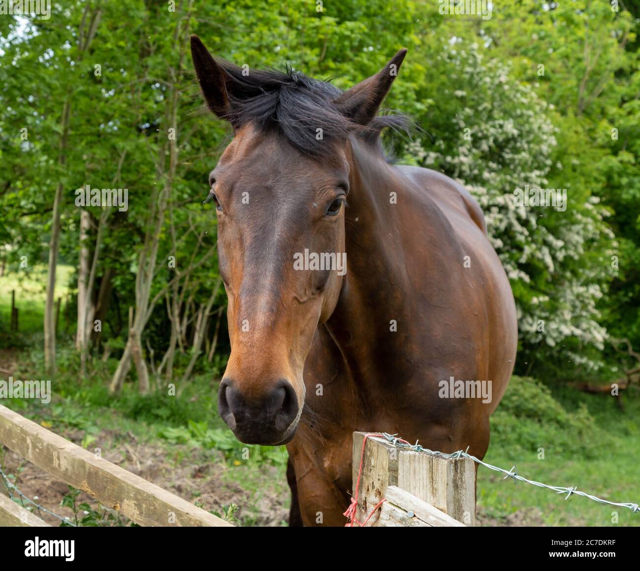 A horse head close up. Stock Photo