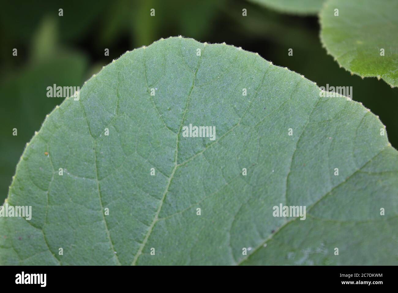 Pumpkin plant vine leaf hi-res stock photography and images - Alamy