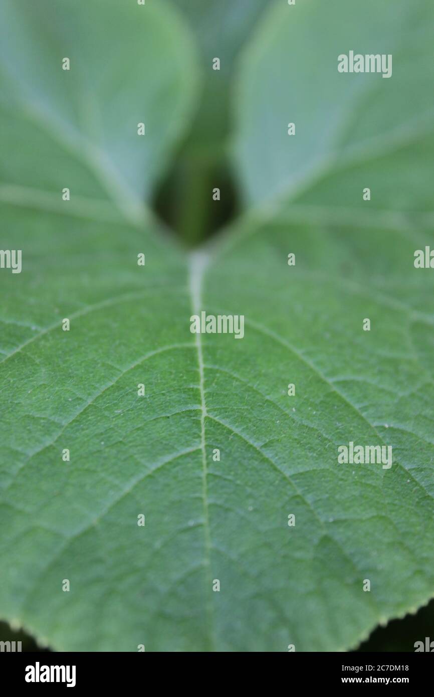 Pumpkin plant vine leaf hi-res stock photography and images - Alamy