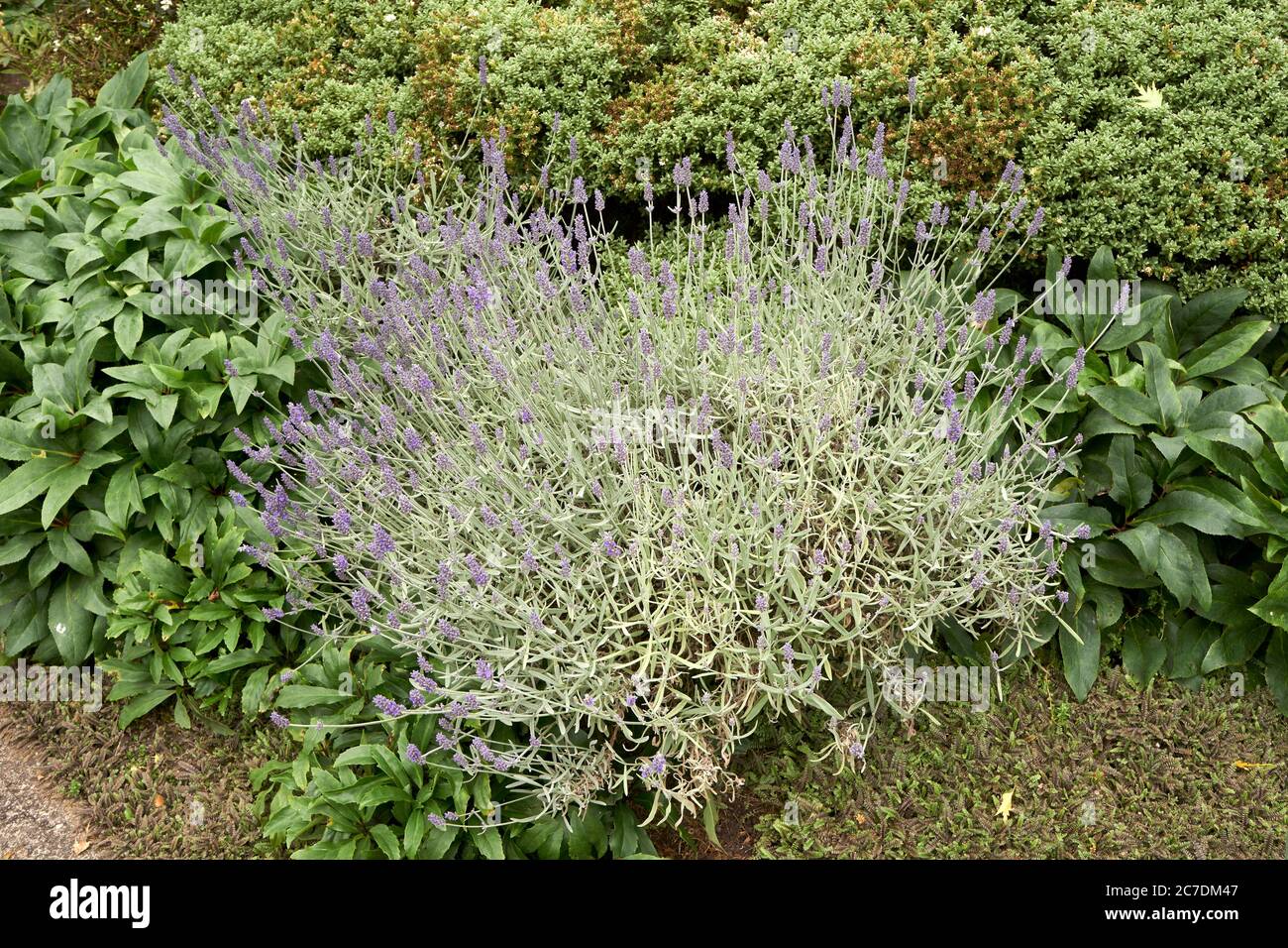 Lavender Hybrids High Resolution Stock Photography And Images Alamy