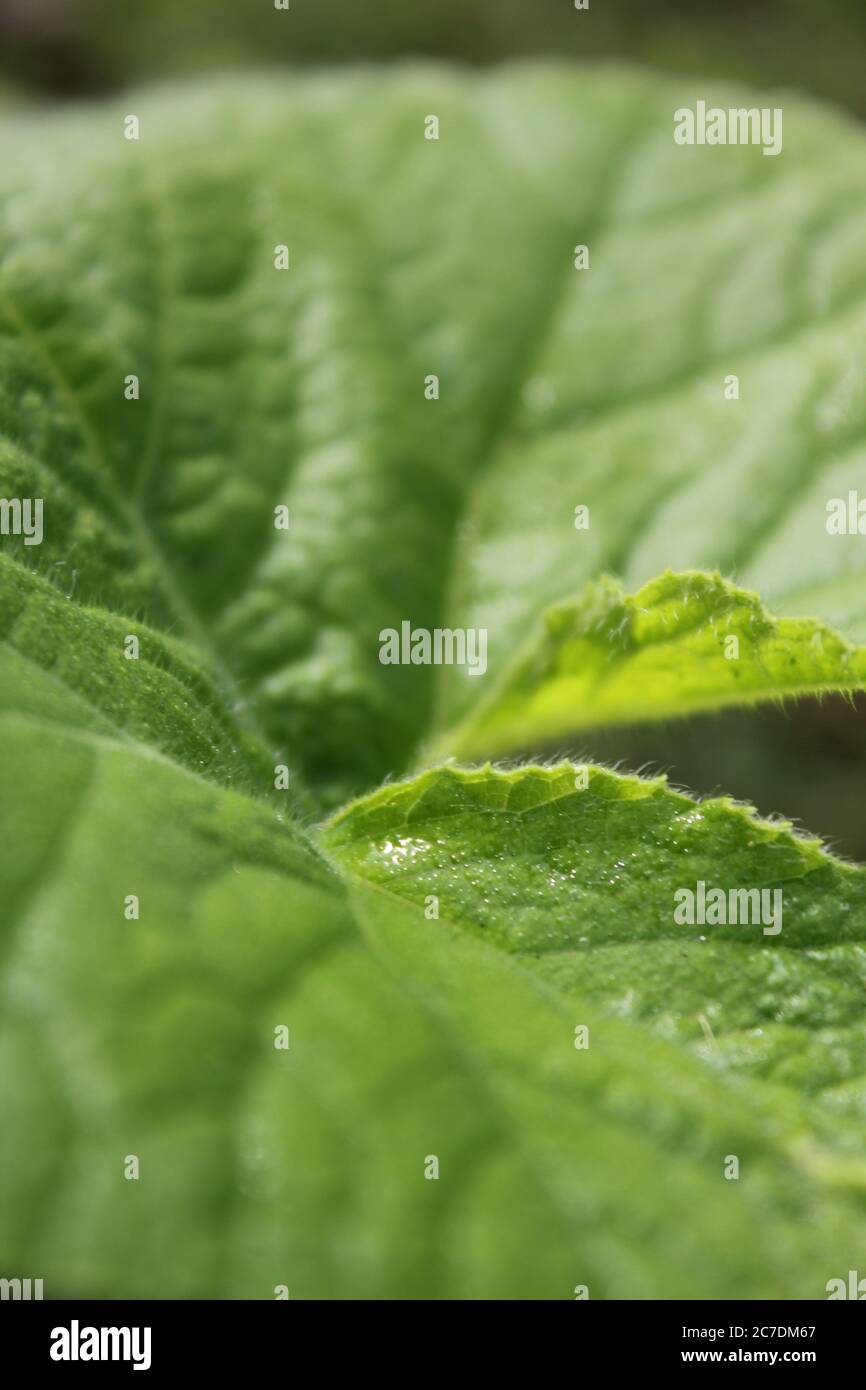 Pumpkin plant vine leaf hi-res stock photography and images - Alamy