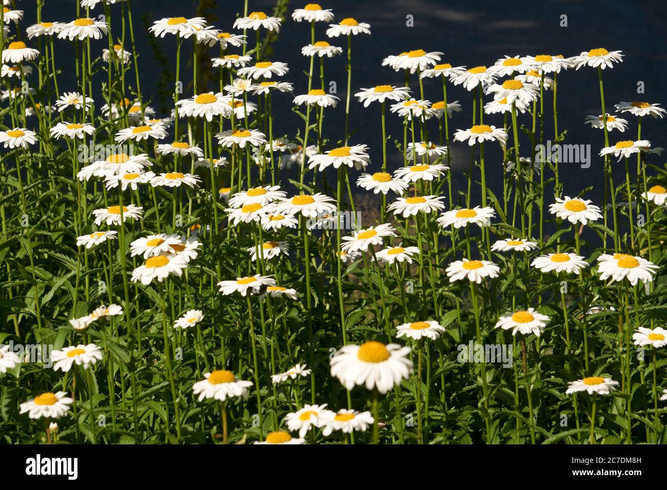 Closeup of a field of shasta daisy flowers Leucanthemum x superbum in summer Stock Photo