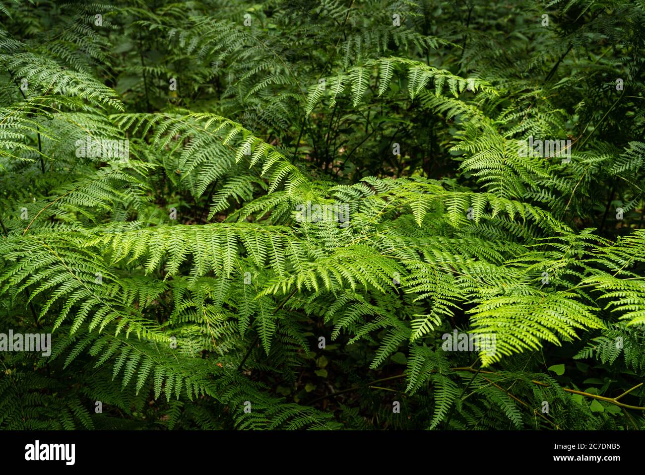 lush undergrowth of vivid green ferns. Stock Photo