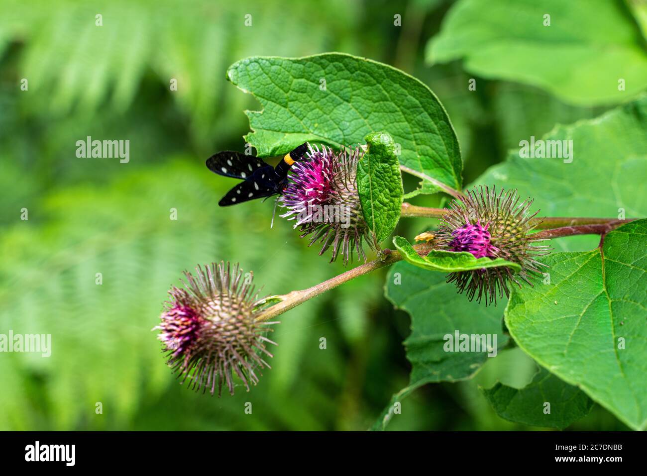 Arctium tomentosum with blach butterfly Stock Photo