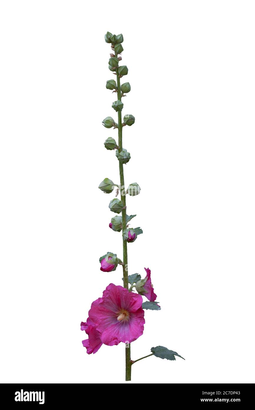 branch of pink mallow flowers isolated on white background Stock Photo ...