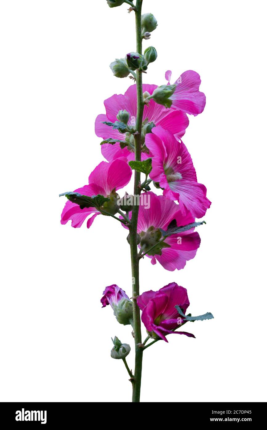 branch of pink mallow flowers isolated on white background Stock Photo ...