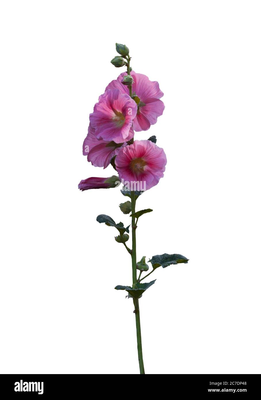 branch of pink mallow flowers isolated on white background Stock Photo ...