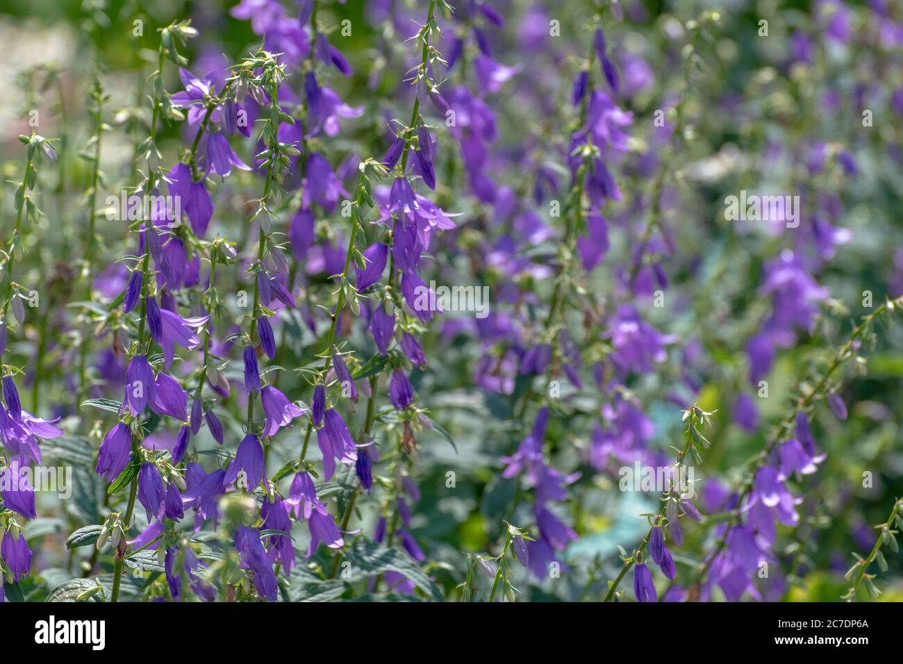 many pink bell flowers in the flowerbed Stock Photo