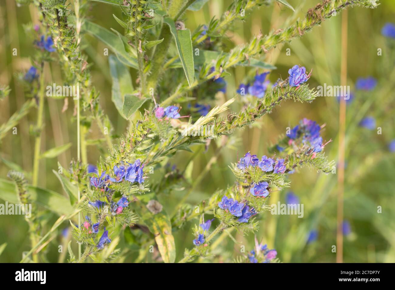 Echium vulgare,  viper's bugloss and blueweed blue flowers in meadow  closeup selective focus Stock Photo