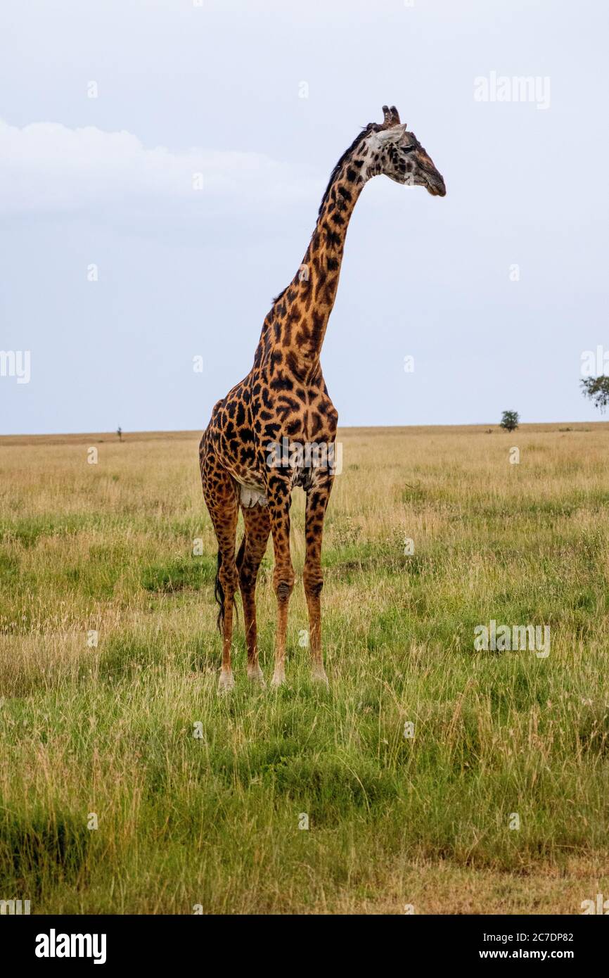 Masai giraffe (Giraffa camelopardalis tippelskirchii) Stock Photo