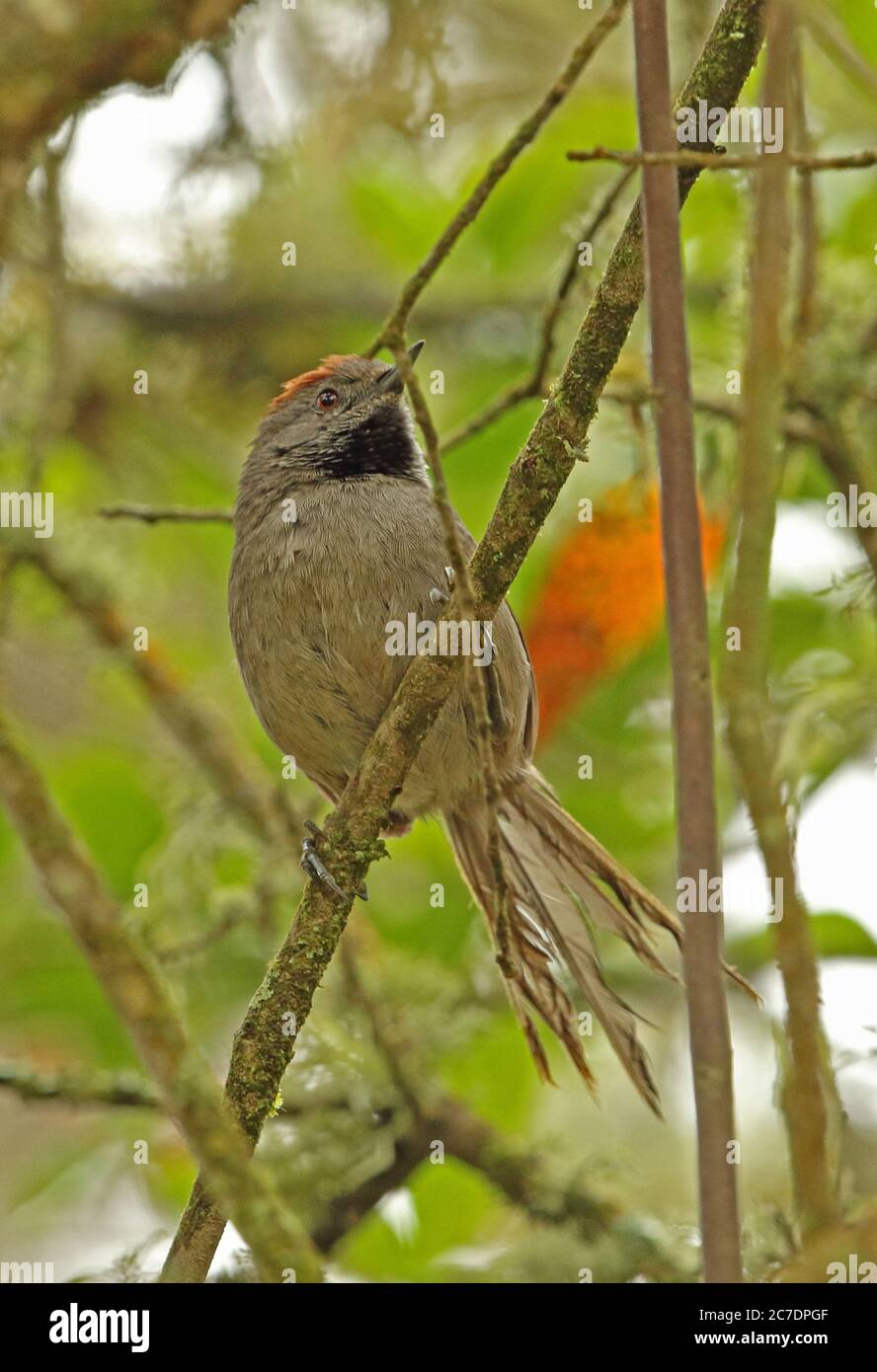Silvery-throated Spinetail (Synallaxis subpudica) adult perched on branch  near Bogota, Colombia         November Stock Photo