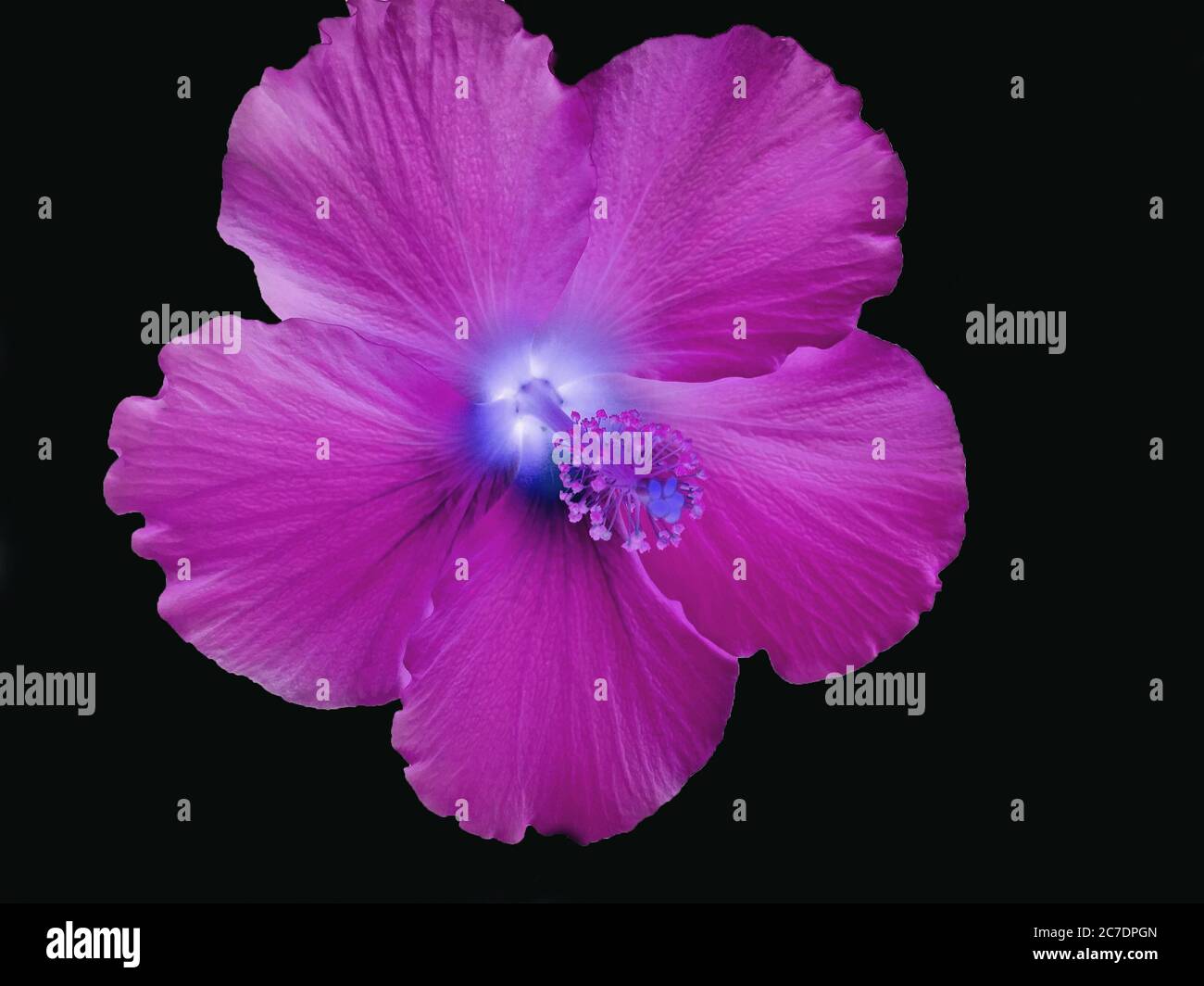 Hawaiian hibiscus flower hi-res stock photography and images - Alamy