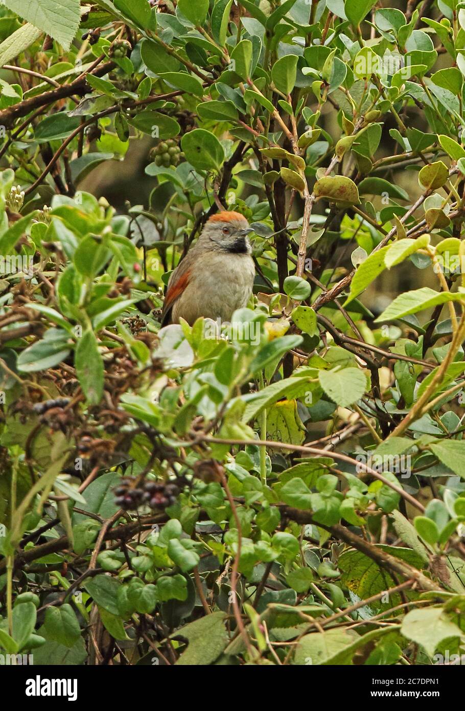 Silvery-throated Spinetail (Synallaxis subpudica) adult perched in bush  near Bogota, Colombia         November Stock Photo