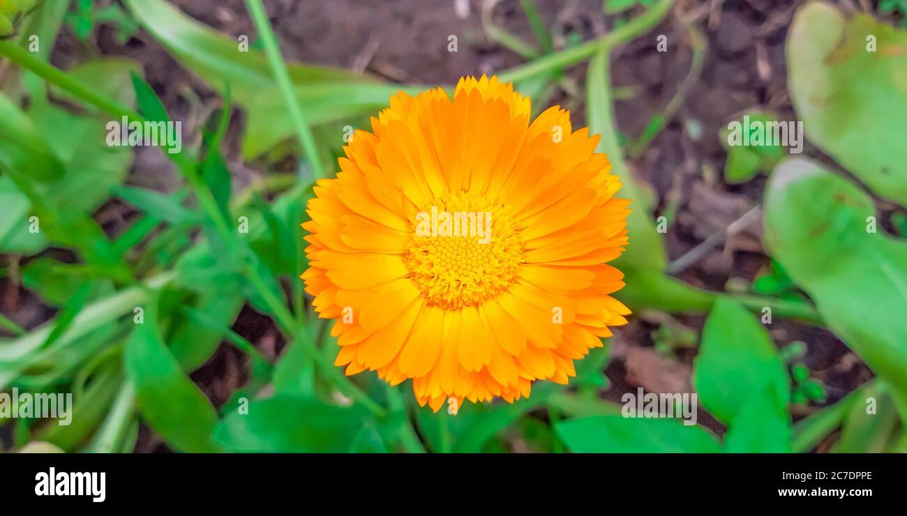 The Marigold