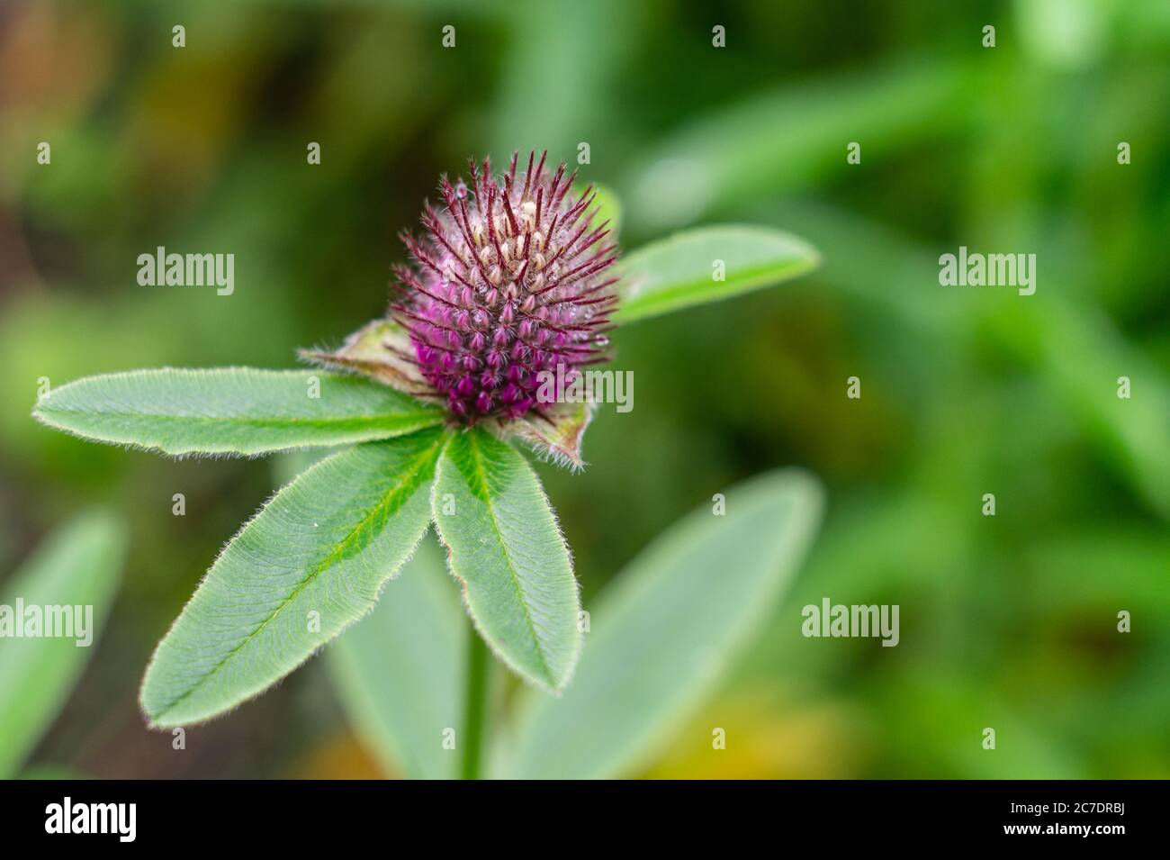 Flowering red clover, Trifolium alpestre, herbaceous species of plant in the bean family Fabaceae Stock Photo