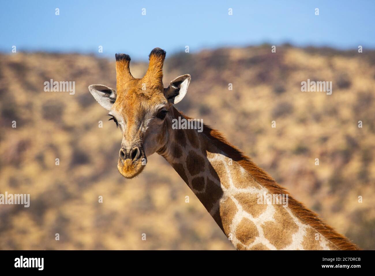 Masai giraffe (Giraffa camelopardalis tippelskirchii) Stock Photo