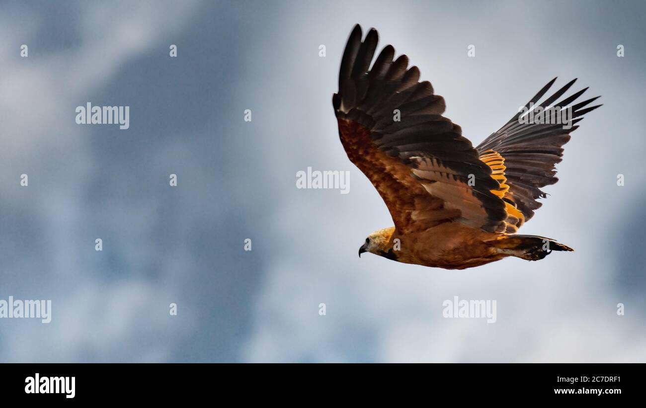 Closeup shot of a flying golden eagle with the background of the cloudy sky Stock Photo