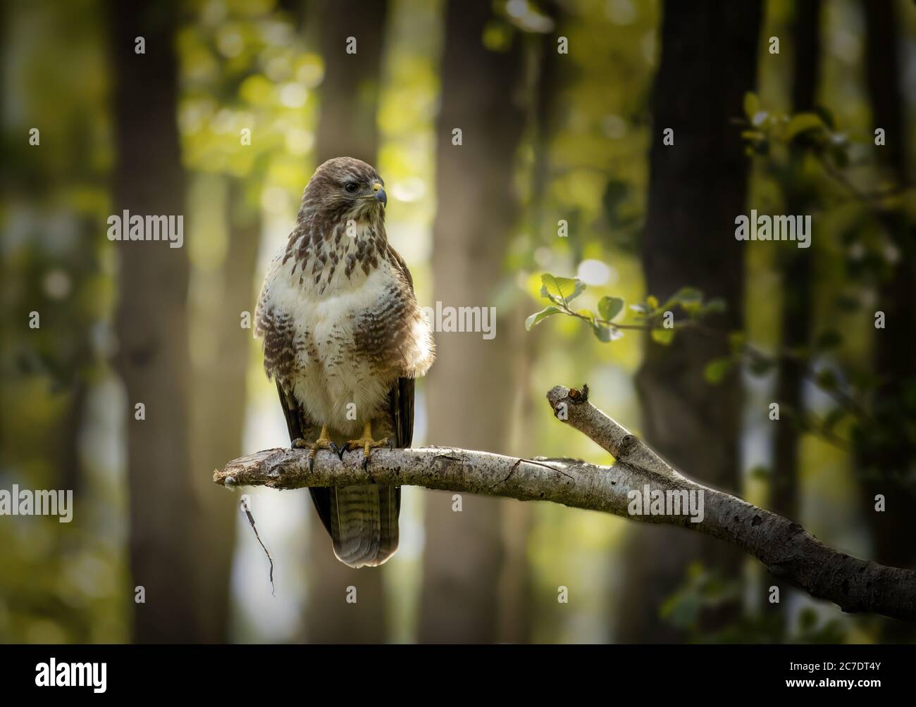 Closeup shot of an angry hawk standing on a tree branch in the forest Stock Photo