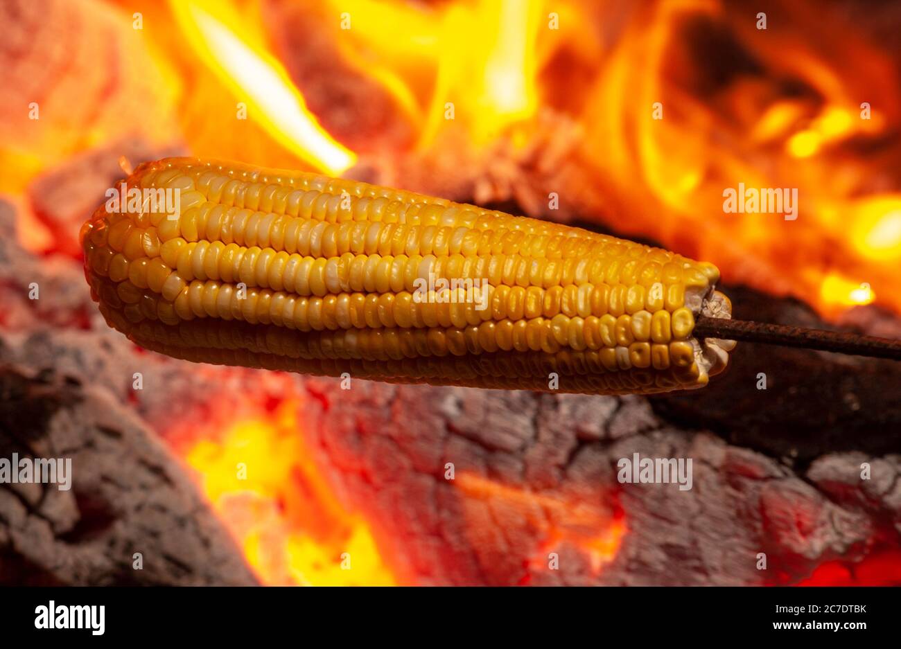 Corn roasted in the bonfire of the festival of sao joao Stock Photo - Alamy