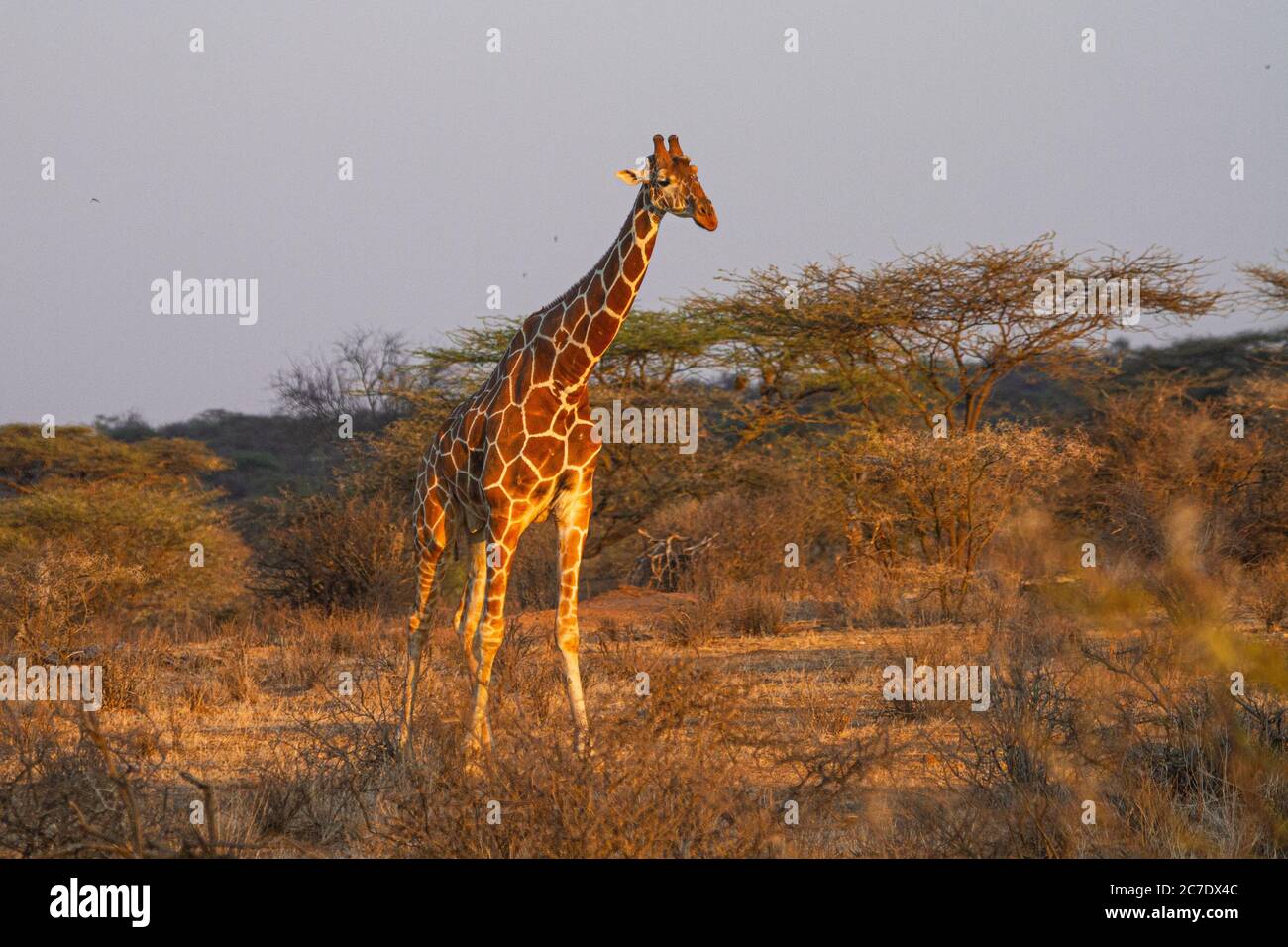 Reticulated  Giraffe (Giraffa camelopardalis reticulata) Stock Photo