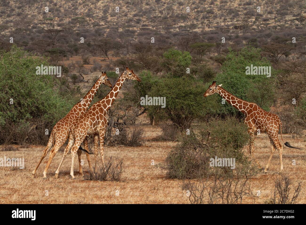 Rothschild's giraffe (Giraffa camelopardalis rothschildi) Stock Photo