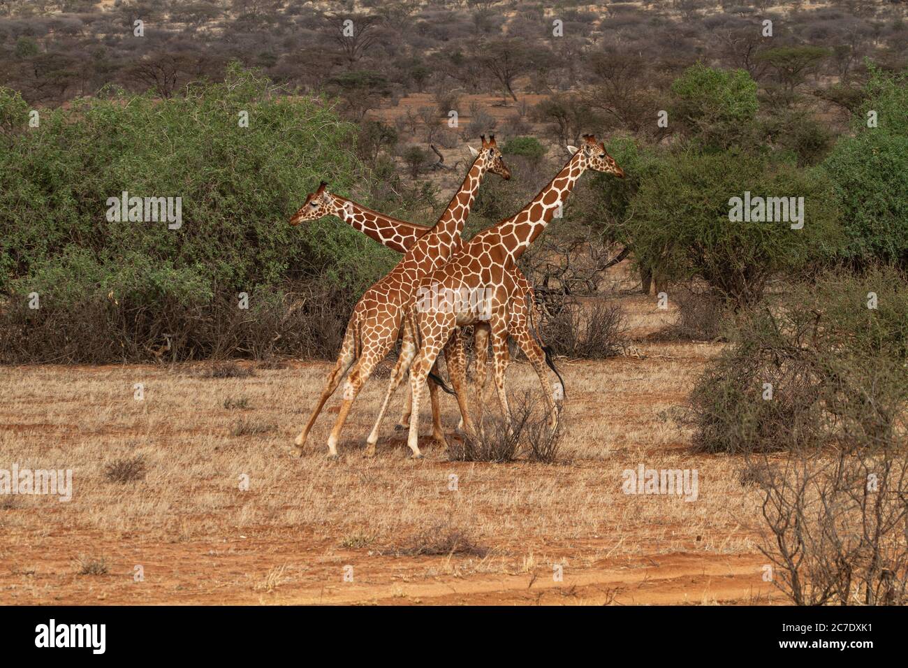 Rothschild's giraffe (Giraffa camelopardalis rothschildi) Stock Photo