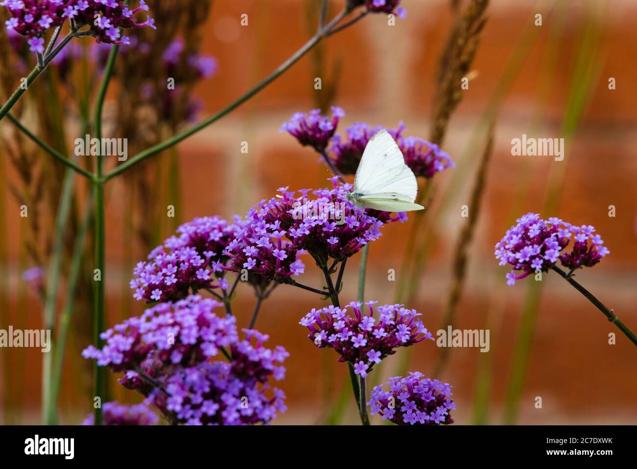 Small White butterfly, Pieris Rapae, feeding on purple Valerian flower plant. Stock Photo