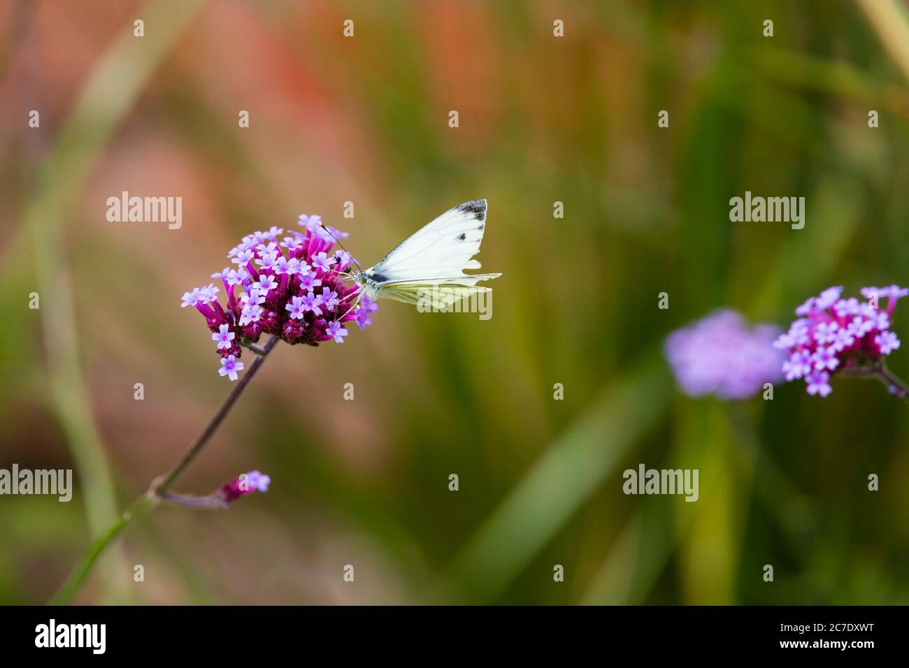 Small White butterfly, Pieris Rapae, feeding on purple Valerian flower plant. Stock Photo