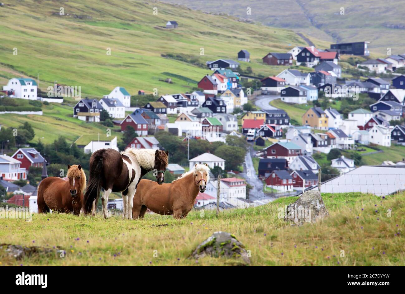 Horses on mountain slope near Torshavn.Streymoy.Faroe Islands. Stock Photo