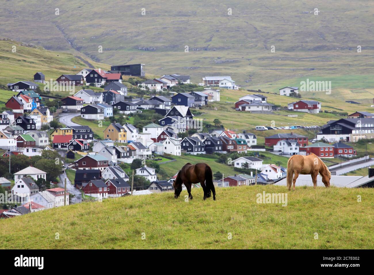 Horses on mountain slope near Torshavn.Streymoy.Faroe Islands. Stock Photo