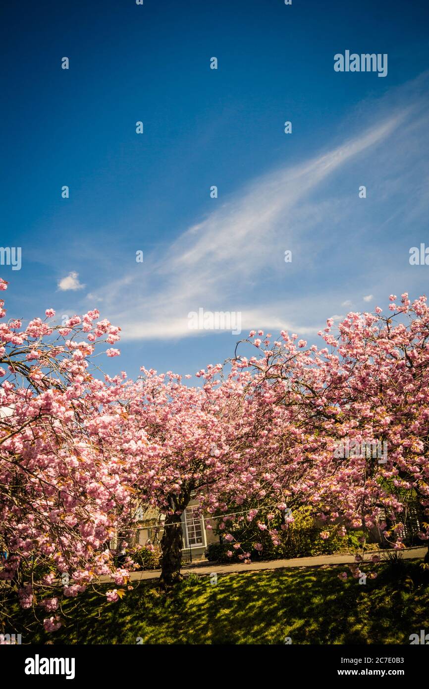 Beautiful cherry trees blossom over the river in Dollar, Scotland, United Kingdom Stock Photo