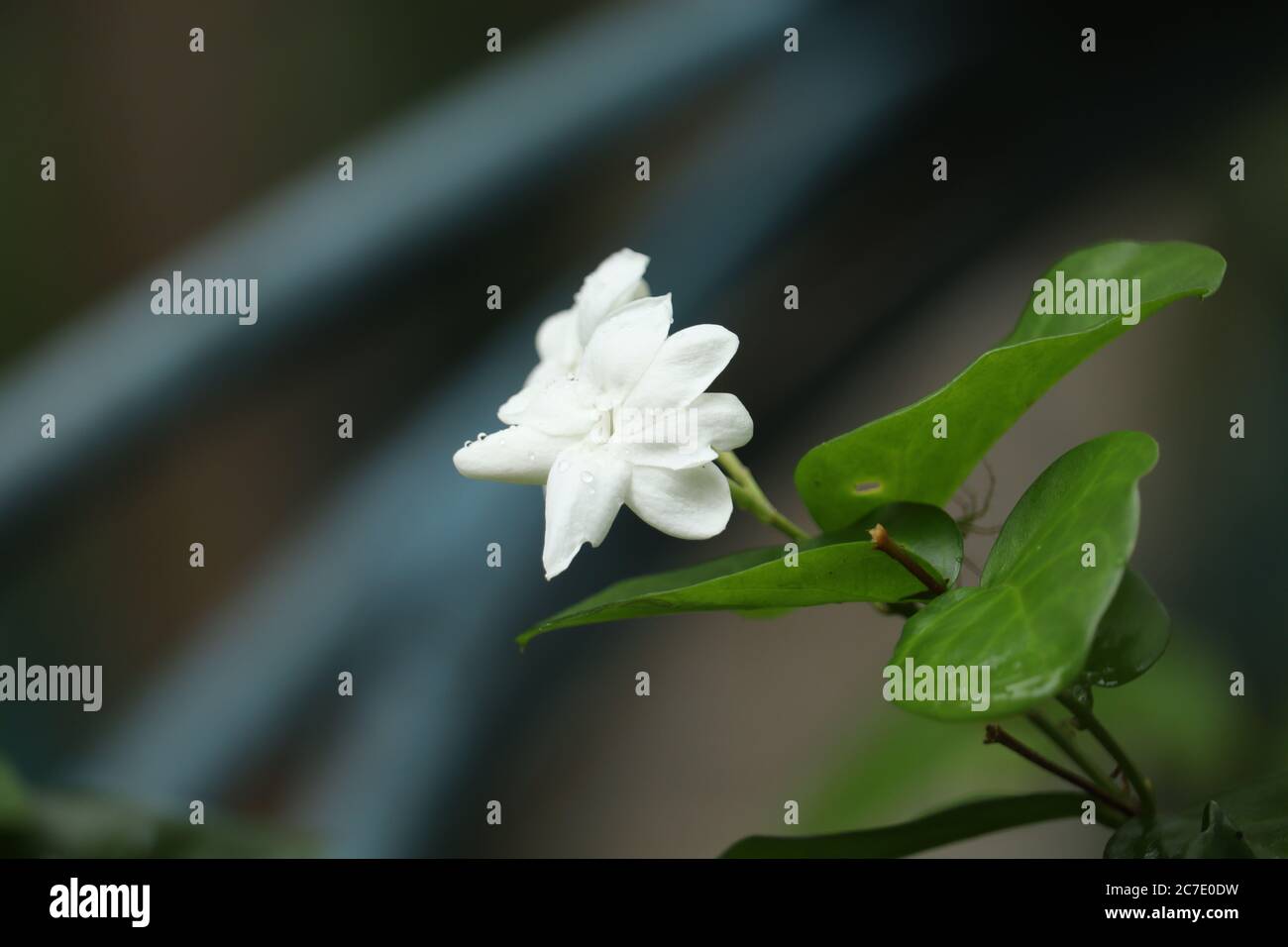 Jasmine flower in the garden Stock Photo Alamy