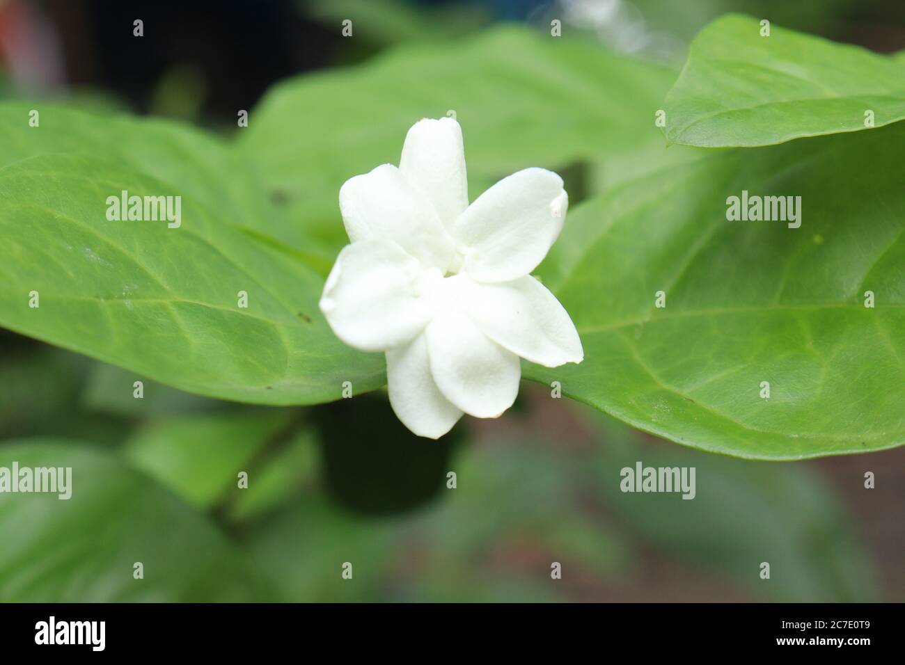 Kerala wedding hires stock photography and images Alamy