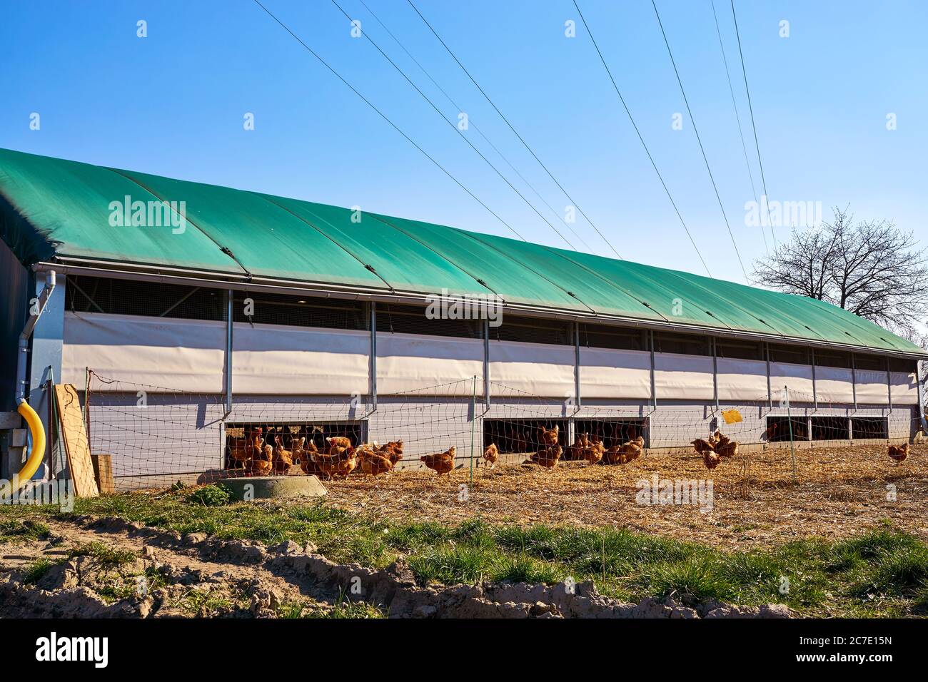 Mobile chicken coop with chickens on an organic farm Stock Photo Alamy