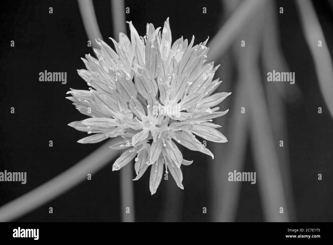 Monochrome Flower of Chives Allium schoenoprasum 8884 Stock Photo