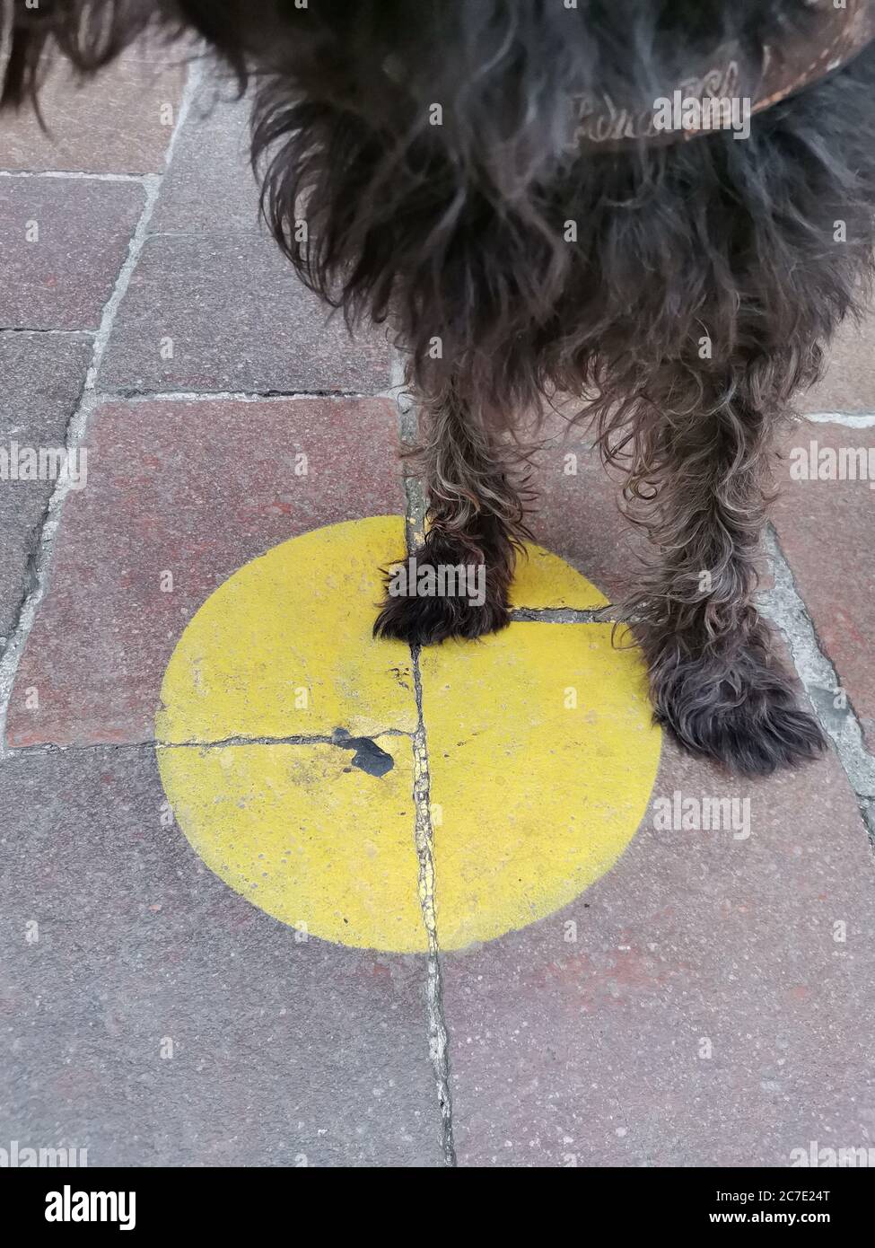 Dog queueing on floor marking for social distance funny moment Stock Photo