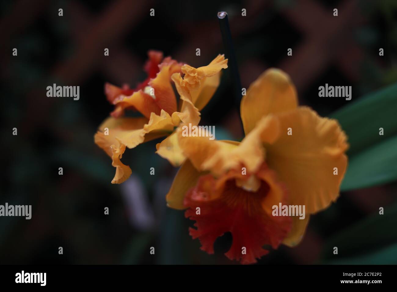 Selective closeup shot of orange cattleya flowers Stock Photo