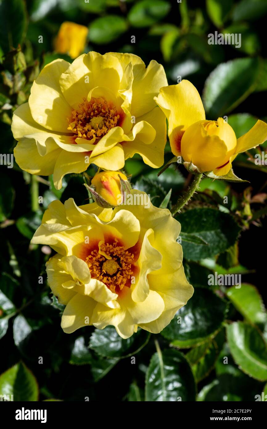 Garden Rose Flower, Variety 'Eyeconic Lemonade' Stock Photo
